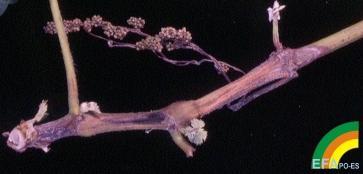 Botrytis cinerea >> Botrytis cinerea (Podredumbre gris) - Daños de Botrytis en sarmiento.jpg